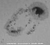 © N. Kloth; Sonnenfleckengruppe vom 28.10.2003, 4''-Refraktor, AstroSolar Sonnenfilterfolie + 10 mm Ortho, afokal mit Kodak Digitalkamera DX 3900, starke Luftunruhe.